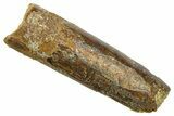 Fossil Sauropod Dinosaur (Rebbachisaurus) Tooth - Morocco #369643-1